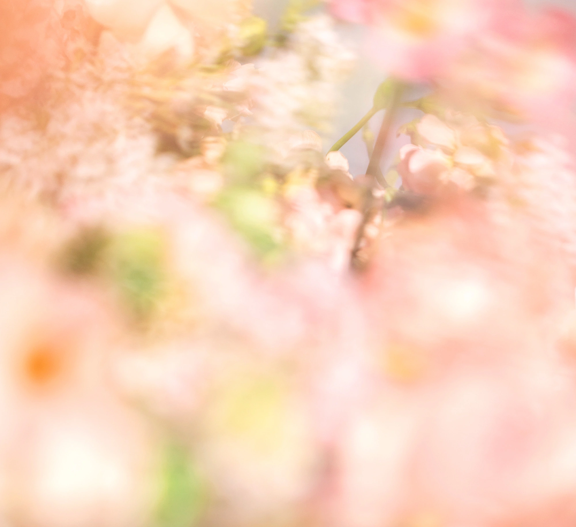 SHIRO LIMITED PERFUME 推出樱花季限定香氛 SPRING LETTER插图 SHIRO LIMITED PERFUME 推出樱花季限定香氛 SPRING LETTER插图